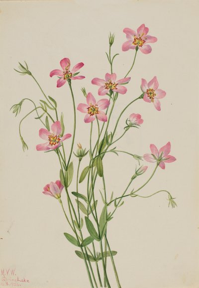 Saltmarsh Rosegentian Sabbatia stellaris, 1926. av Mary Vaux Walcott