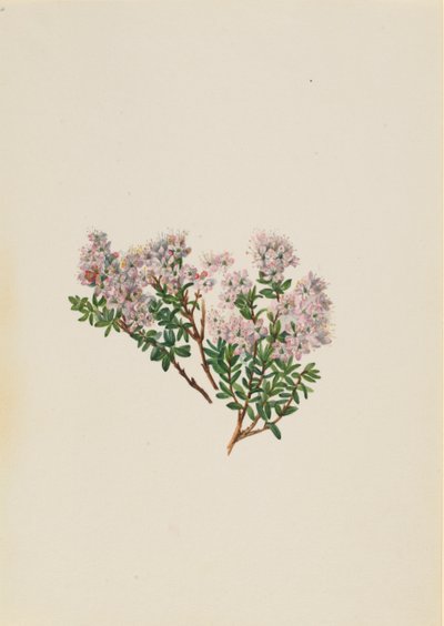 Sandmyrt Leiophyllum lyoni, ca. 1930-tallet. av Mary Vaux Walcott