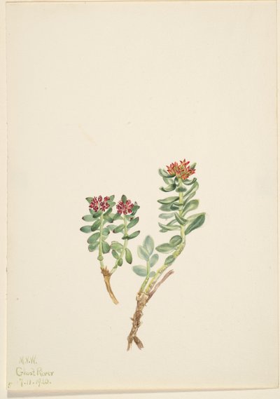  av Mary Vaux Walcott