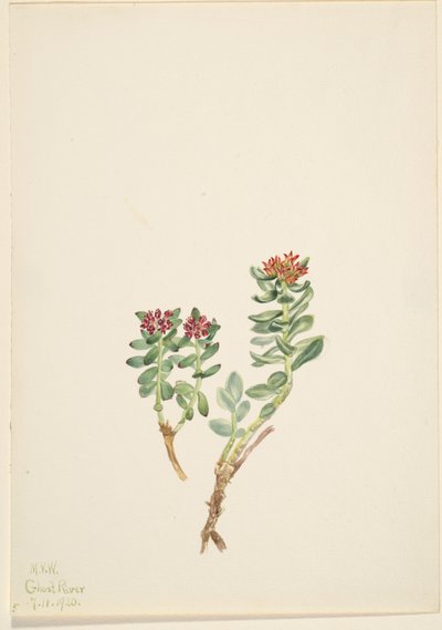 Sanifoiga stigende, 1920. av Mary Vaux Walcott