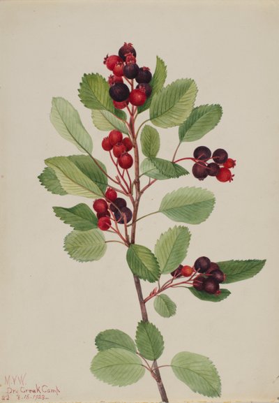 Saskatoon Amelanchier alnifolia, 1923. av Mary Vaux Walcott
