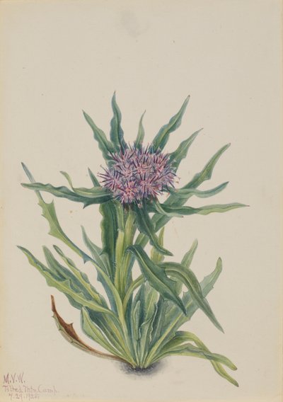  av Mary Vaux Walcott