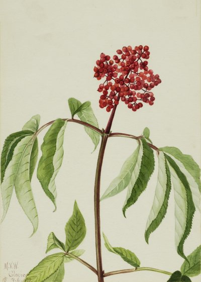 Scarlet eldste Sambucus pubens, 1922. av Mary Vaux Walcott