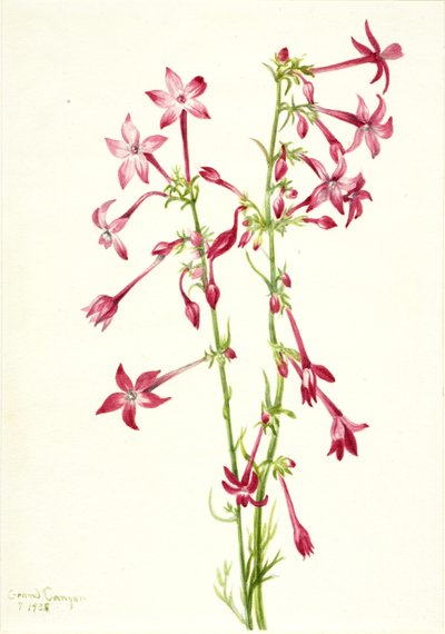  av Mary Vaux Walcott