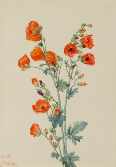 Scarlet Globe Mallow Sphaeralcea grossulariaefolia, 1927. av Mary Vaux Walcott