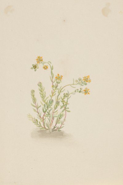  av Mary Vaux Walcott
