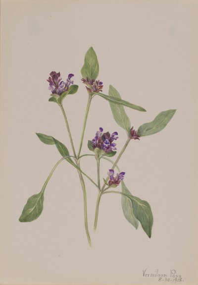  av Mary Vaux Walcott
