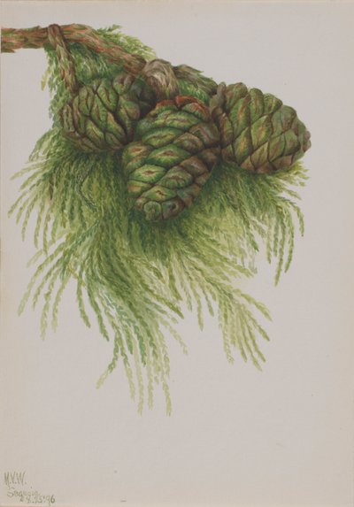  av Mary Vaux Walcott