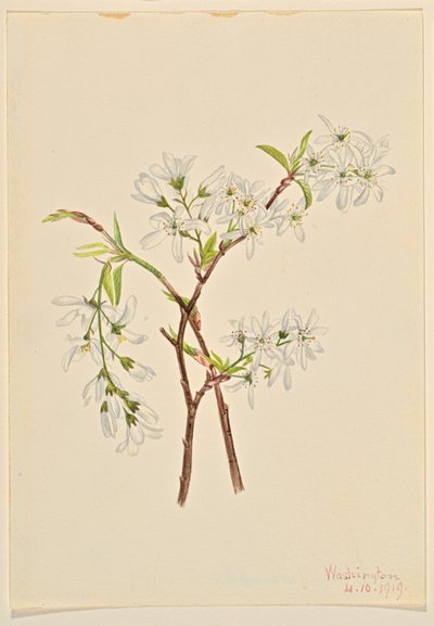  av Mary Vaux Walcott