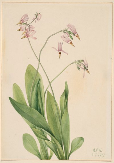  av Mary Vaux Walcott
