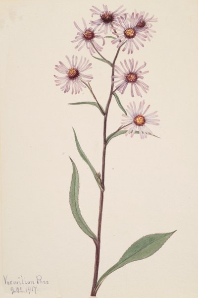 Prangende Aster Prangende Aster, 1917. av Mary Vaux Walcott