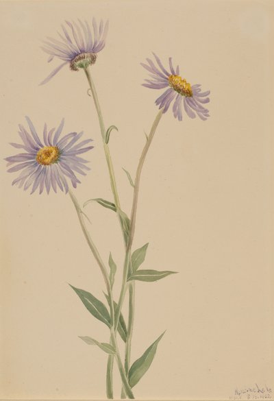 Prangende loppebane Erigeron salsuginosus, 1902. av Mary Vaux Walcott