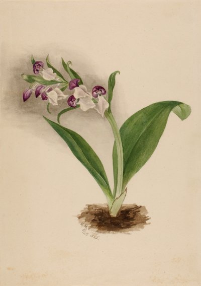 Prangende orkideer Orchis spectabilis, 1885. av Mary Vaux Walcott