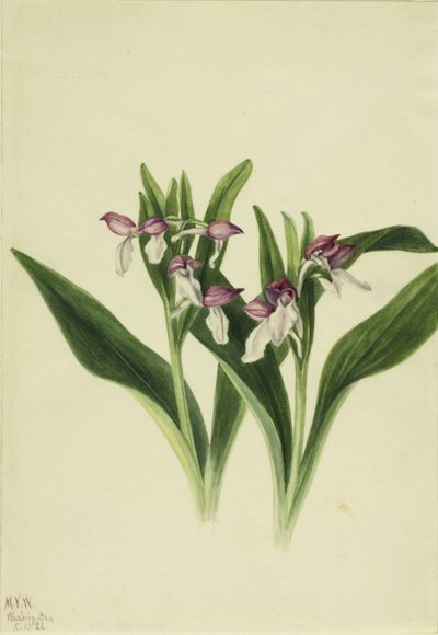  av Mary Vaux Walcott