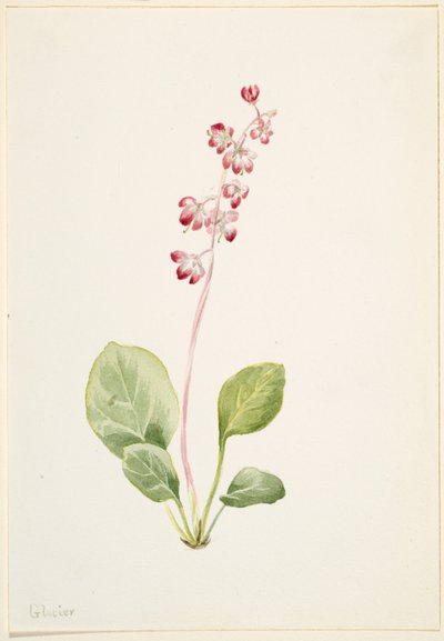 Prangende Pyrolla (Pyrola asarifolia) av Mary Vaux Walcott