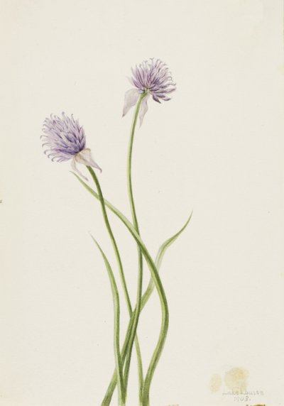 Sibirsk løk Allium sibericum, 1903. av Mary Vaux Walcott