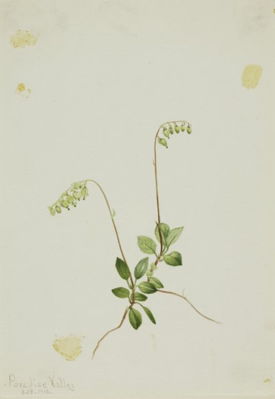  av Mary Vaux Walcott