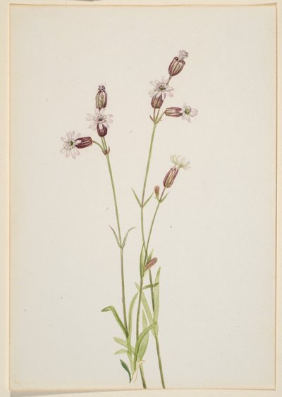  av Mary Vaux Walcott
