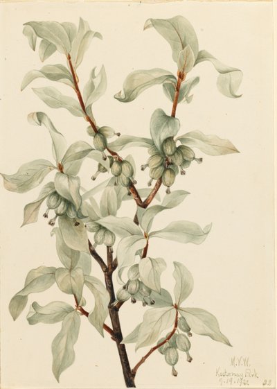  av Mary Vaux Walcott