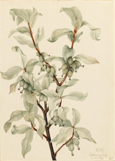 Sølvbær Elaeagnus commutata, 1922. av Mary Vaux Walcott