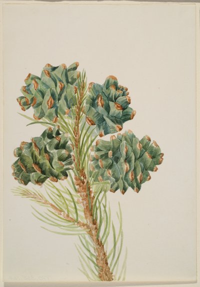  av Mary Vaux Walcott