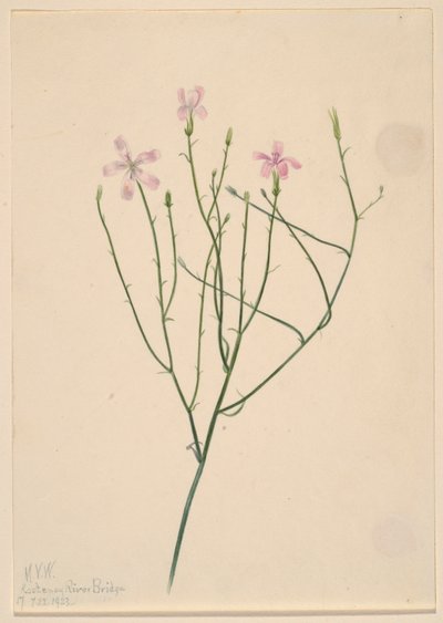 av Mary Vaux Walcott