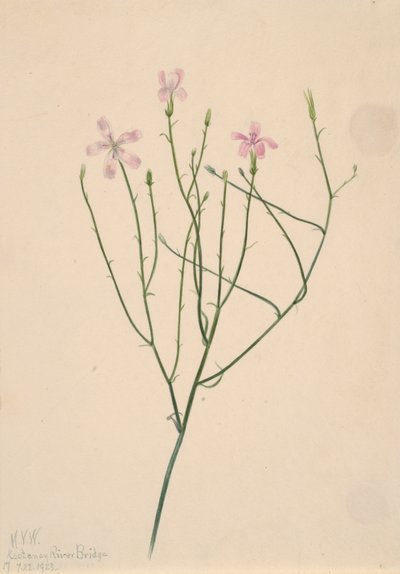 Skjelettblomst Lygodesmia juncea, 1923. av Mary Vaux Walcott