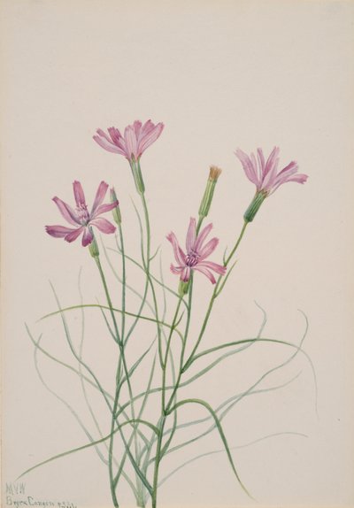 Skeleton Weed Lygodesmia grandiflora, 1931. av Mary Vaux Walcott