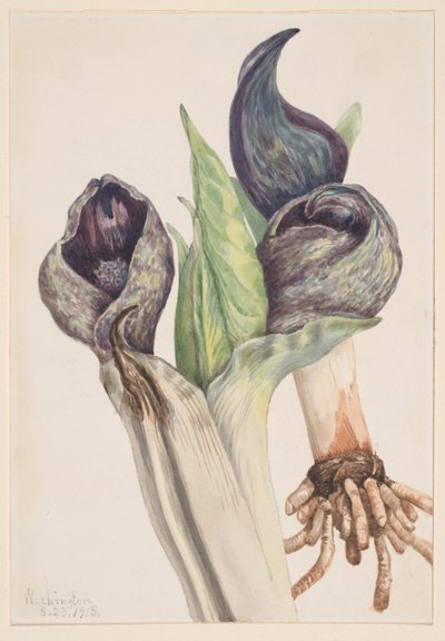  av Mary Vaux Walcott