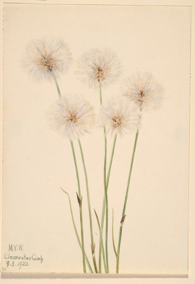  av Mary Vaux Walcott