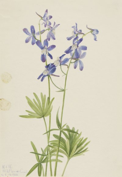  av Mary Vaux Walcott