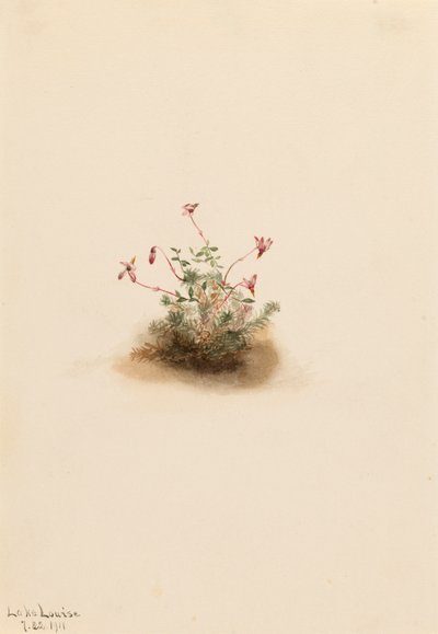 Små tranebær Oxycoccus palustris, 1911. av Mary Vaux Walcott