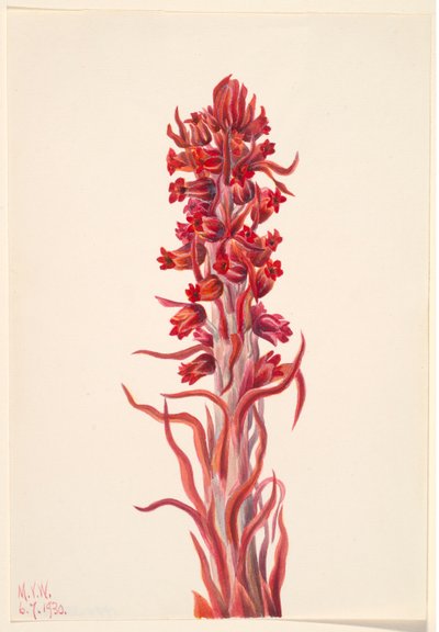 Snøplante (Sarcodes sanguinea) av Mary Vaux Walcott
