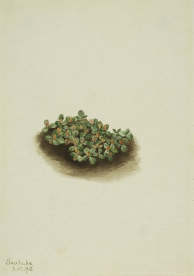  av Mary Vaux Walcott
