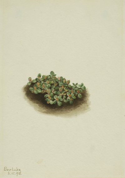 Snøpil Salix nivalis, 1918. av Mary Vaux Walcott