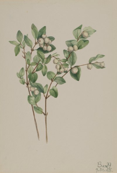 Snowberry Symphoricarpos albus, 1918. av Mary Vaux Walcott