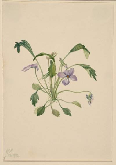  av Mary Vaux Walcott