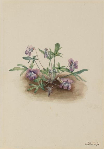  av Mary Vaux Walcott