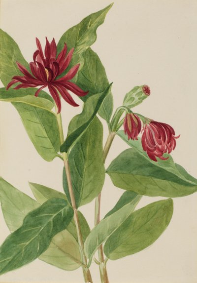  av Mary Vaux Walcott