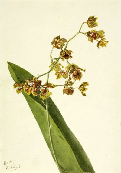  av Mary Vaux Walcott