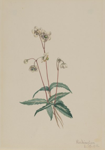 Spotted Pipsissewa Chimaphila maculata, 1918. av Mary Vaux Walcott