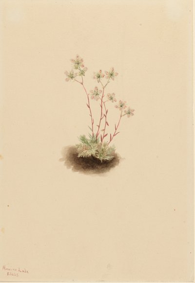 av Mary Vaux Walcott