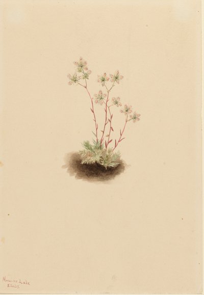 Spotted Saxifrage Saxifraga bronchialis, 1903. av Mary Vaux Walcott