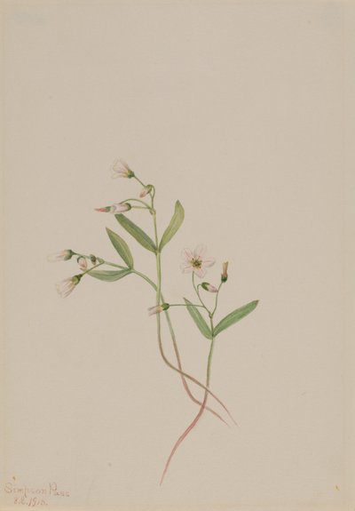 Vårskjønnhet (Claytonia lanceolata) av Mary Vaux Walcott
