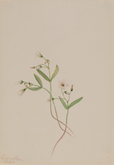 Vårskjønnhet Claytonia lanceolata, 1916. av Mary Vaux Walcott