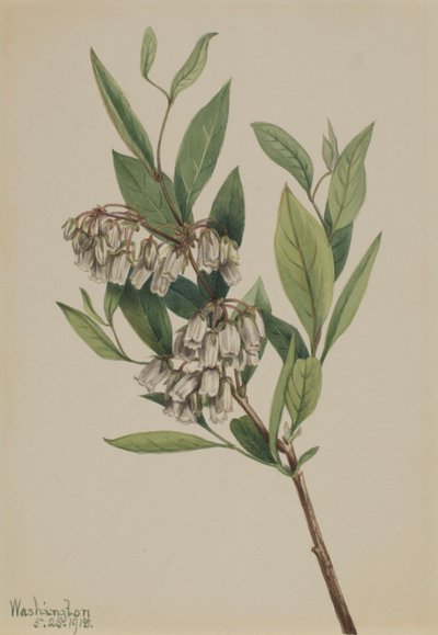 Stagger-Bush Pieris Mariana, 1918. av Mary Vaux Walcott