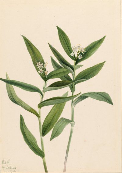  av Mary Vaux Walcott