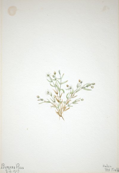  av Mary Vaux Walcott