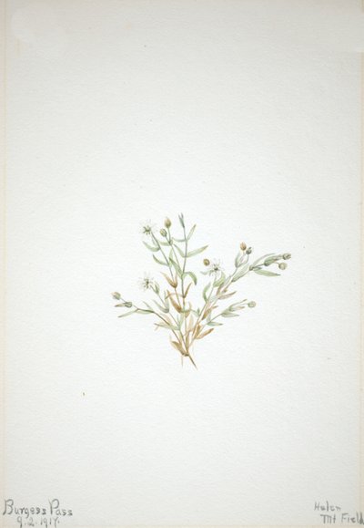 Stelleria leata, 1917. av Mary Vaux Walcott