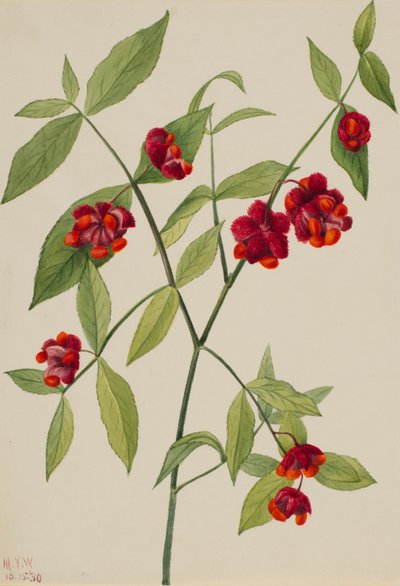  av Mary Vaux Walcott